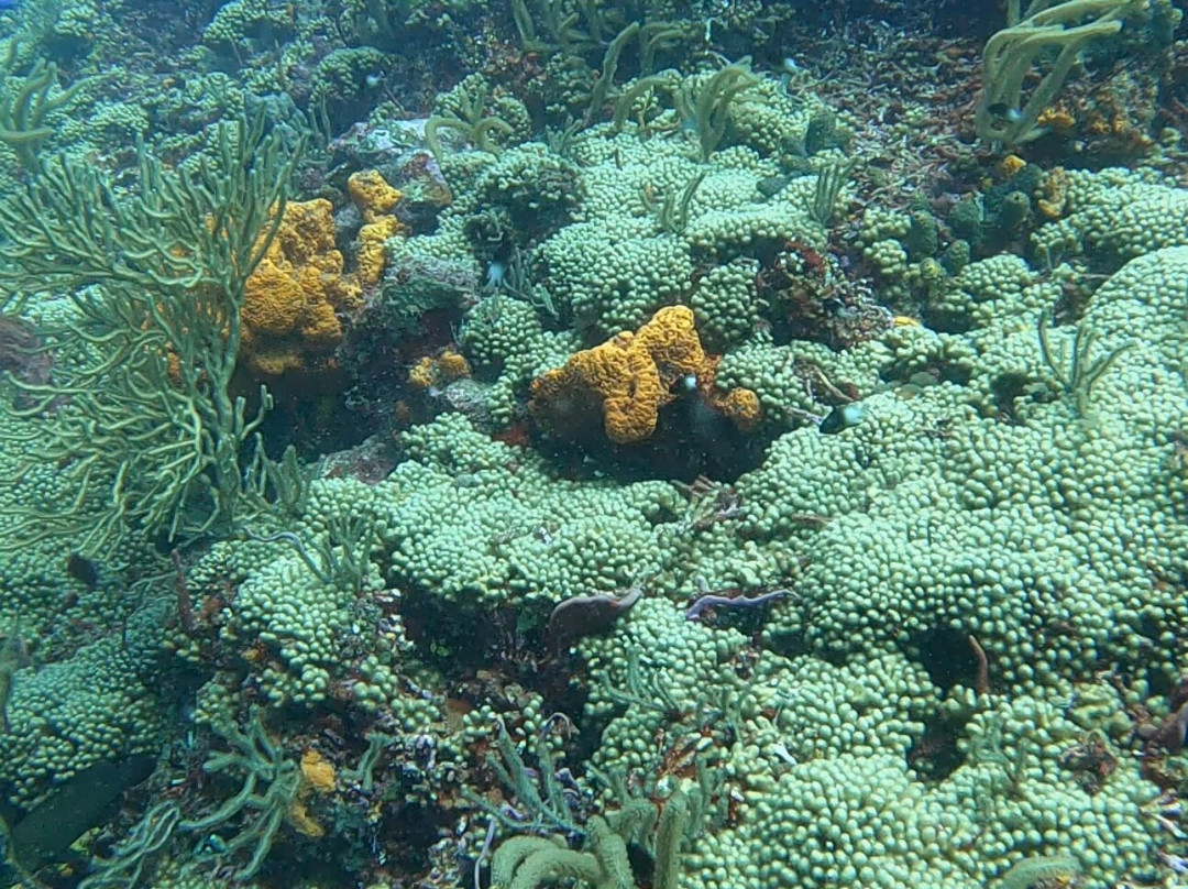 Spencer's Underwater Adventures-Speyside必去景点