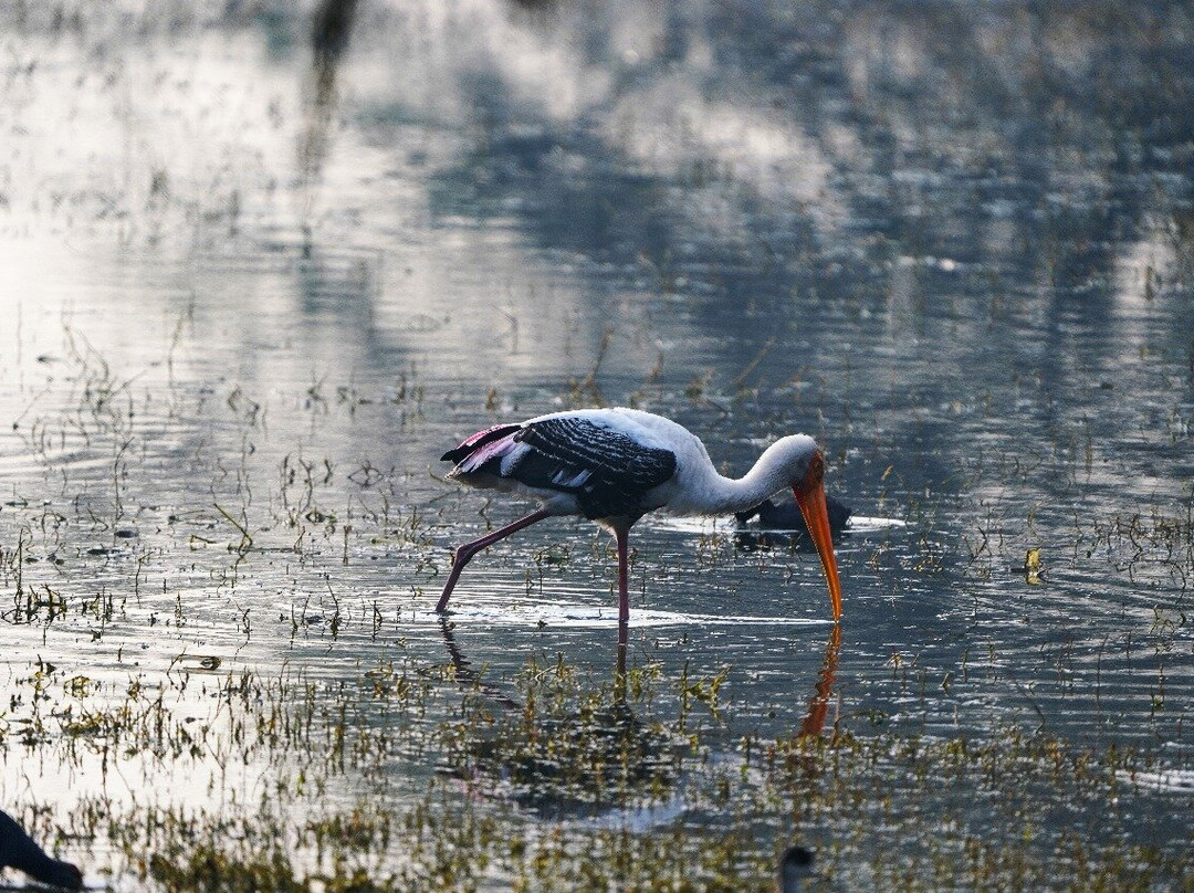 Sultanpur National Park景点图片