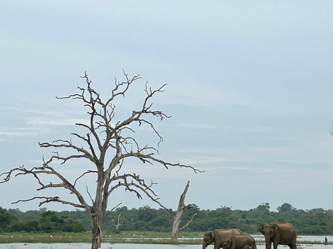 Travelnlanka-科伦坡必去景点