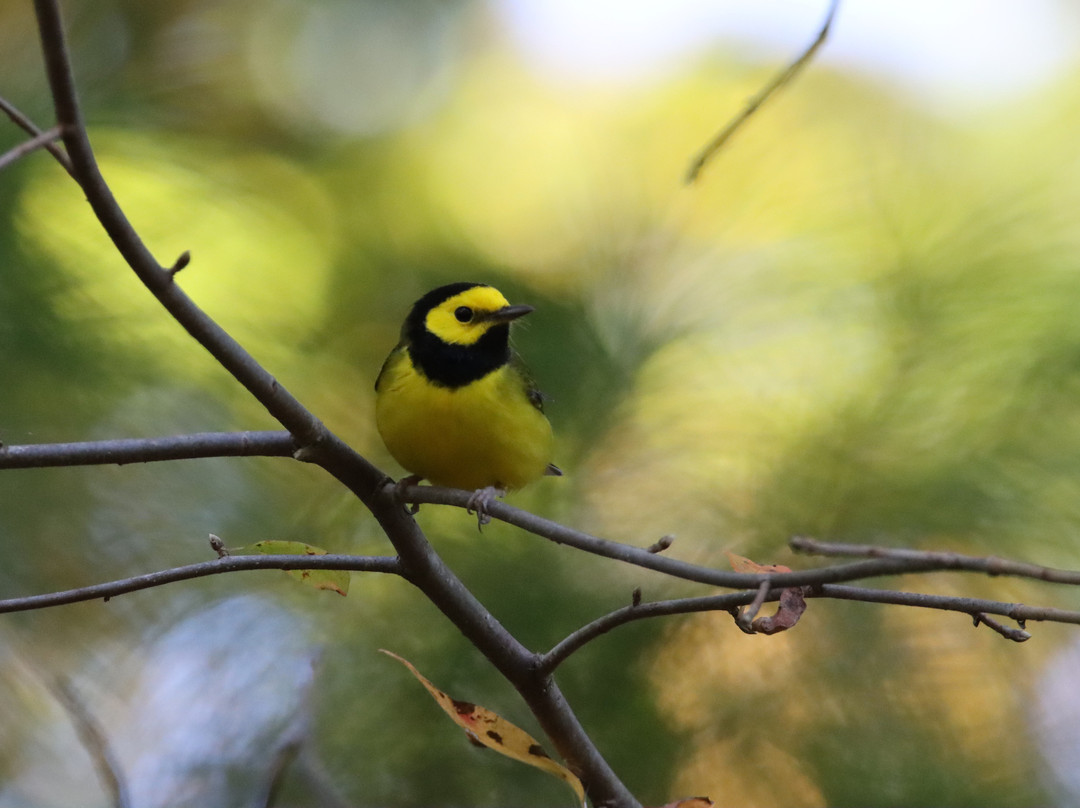 Carolina Nature Tours