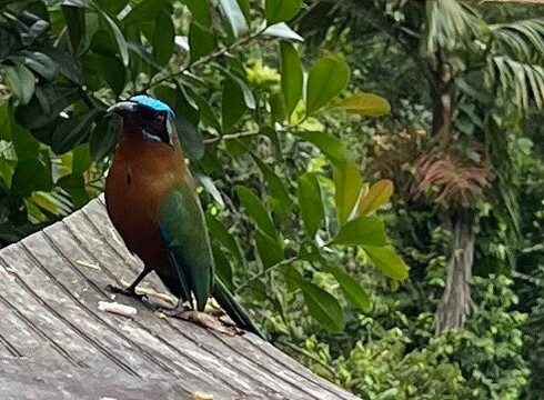 LB's Tours Tobago-多巴哥必去景点