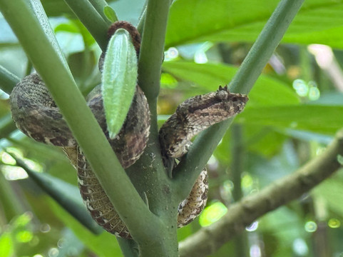 Eleven Tranfers and Tours-利比里亚必去景点