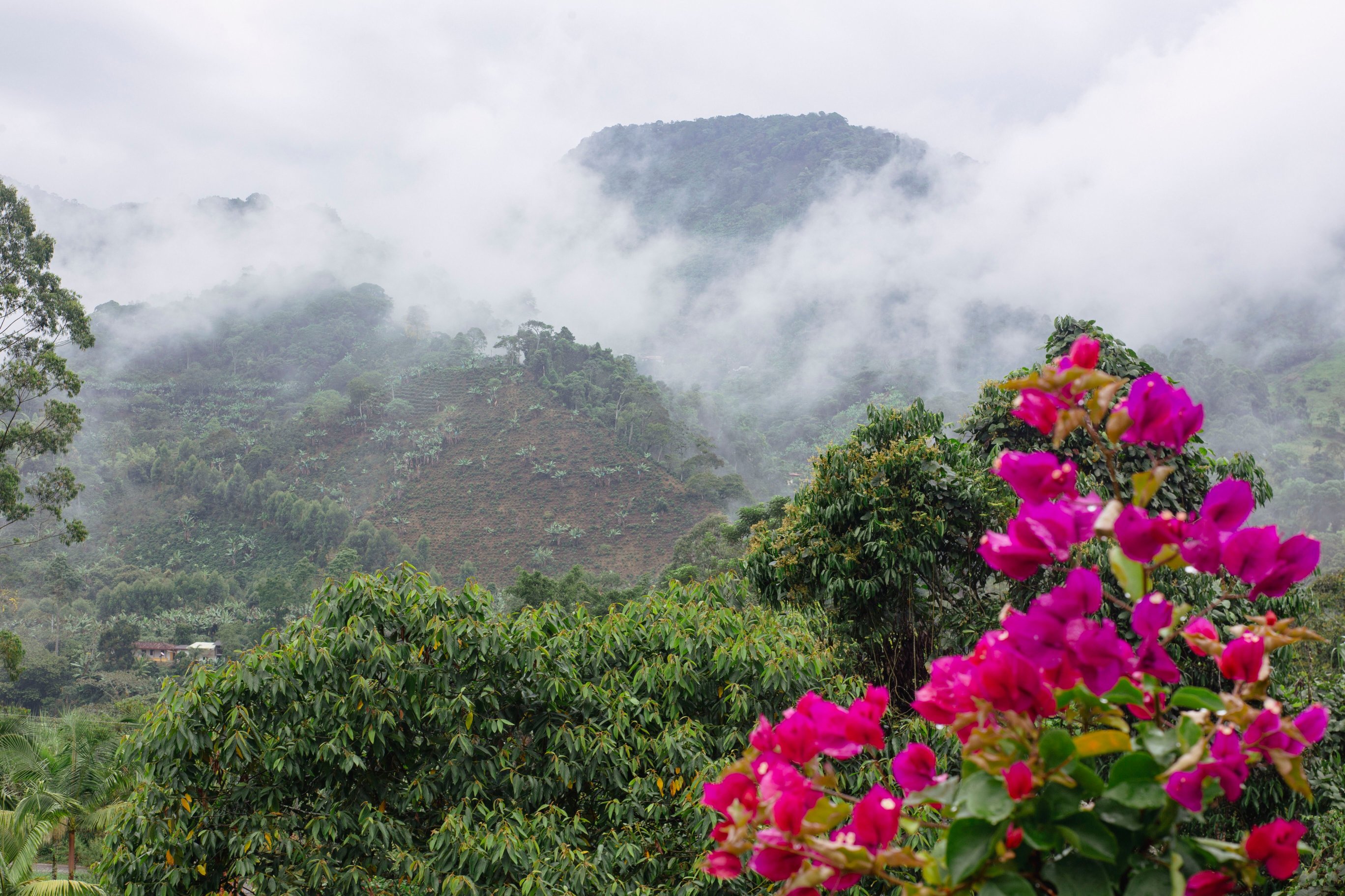Isla De Pascua - Jardín - Hostel-酒店景观