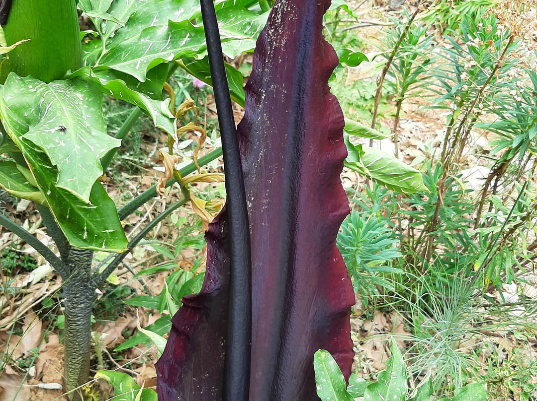 Deliana Gorge-Deliana必去景点