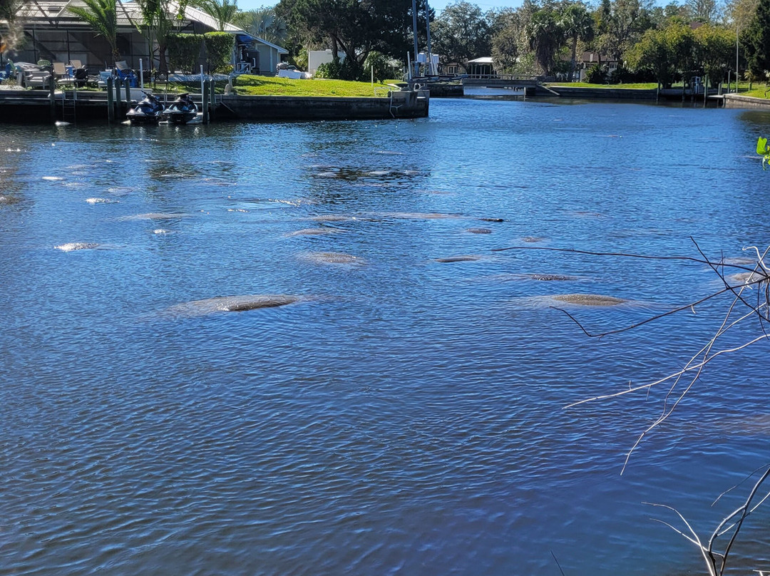 Manatee Swim Center-克里斯特尔里弗必去景点