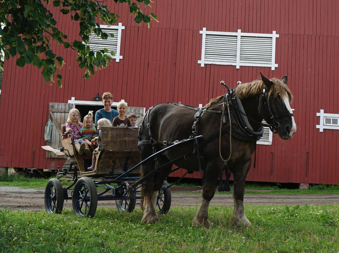 Hesteaktiviteter på Fokhol Gård