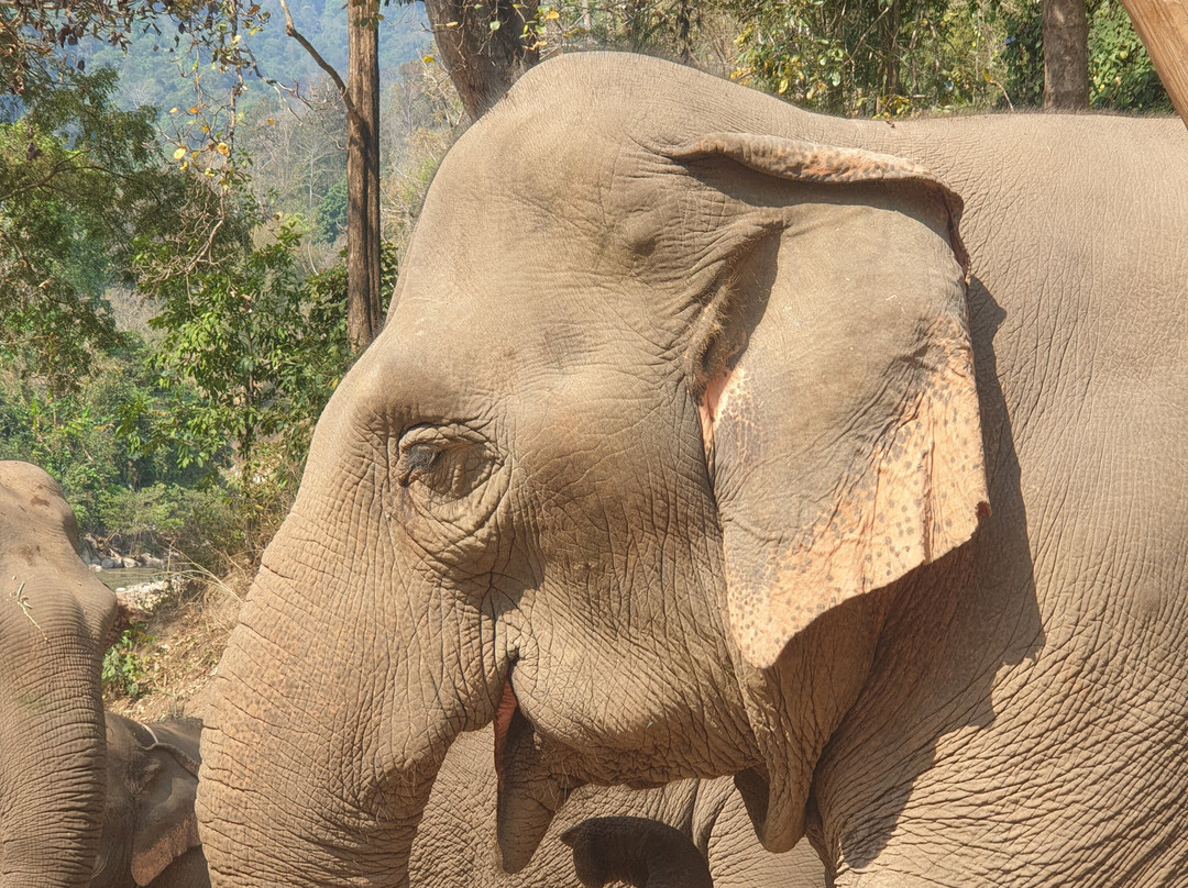Smile Elephant Chiang Mai景点图片