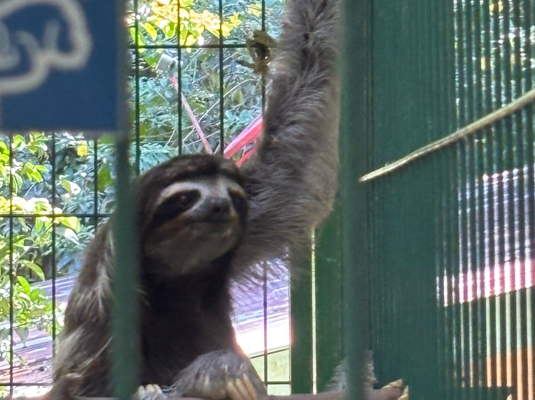 Sloth Sanctuary of Costa Rica景点图片