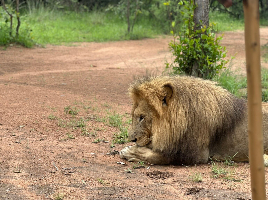 Ukutula Conservation Center-Brits必去景点