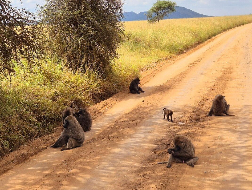 Vic Consult Tours & Safaris-姆万扎必去景点