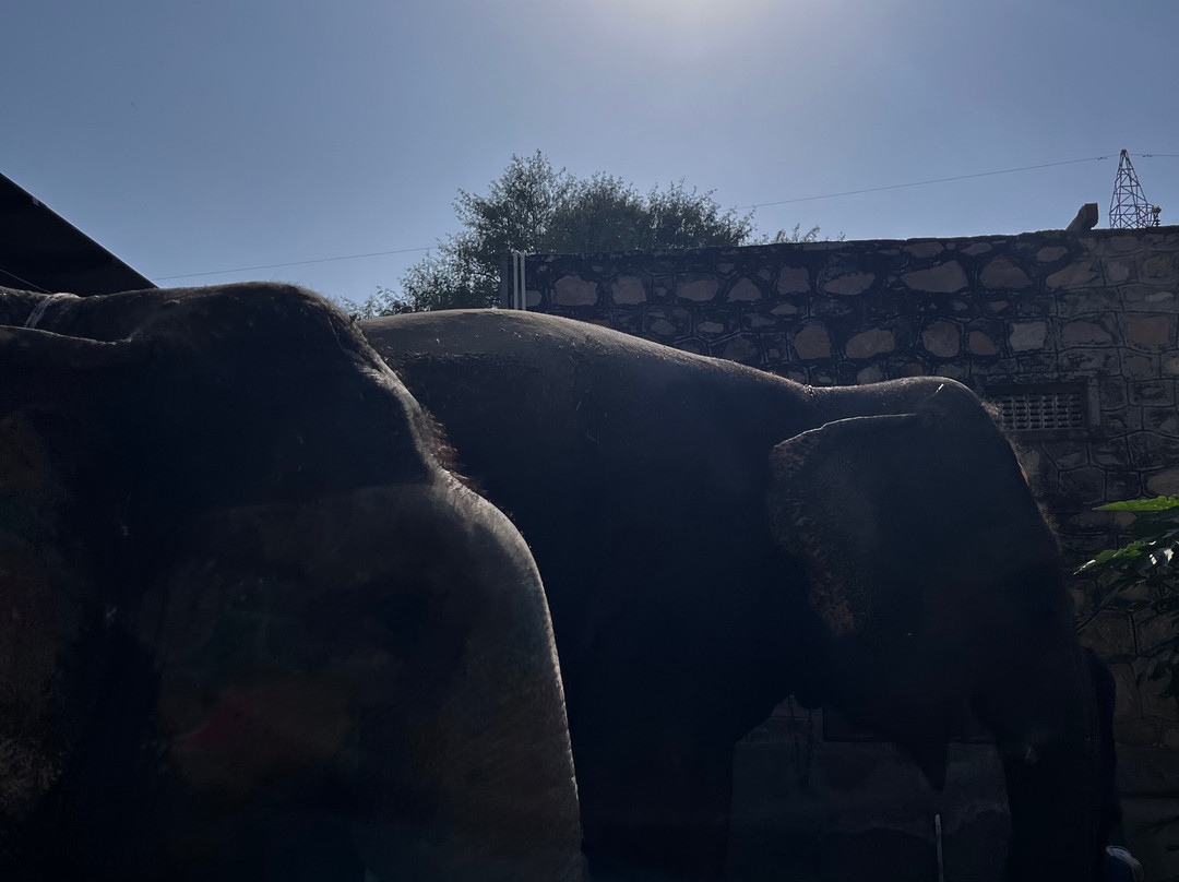 Elephant Joy景点图片
