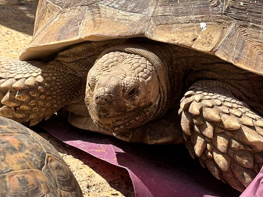 ACE - Animal Care in Egypt-卢克索必去景点