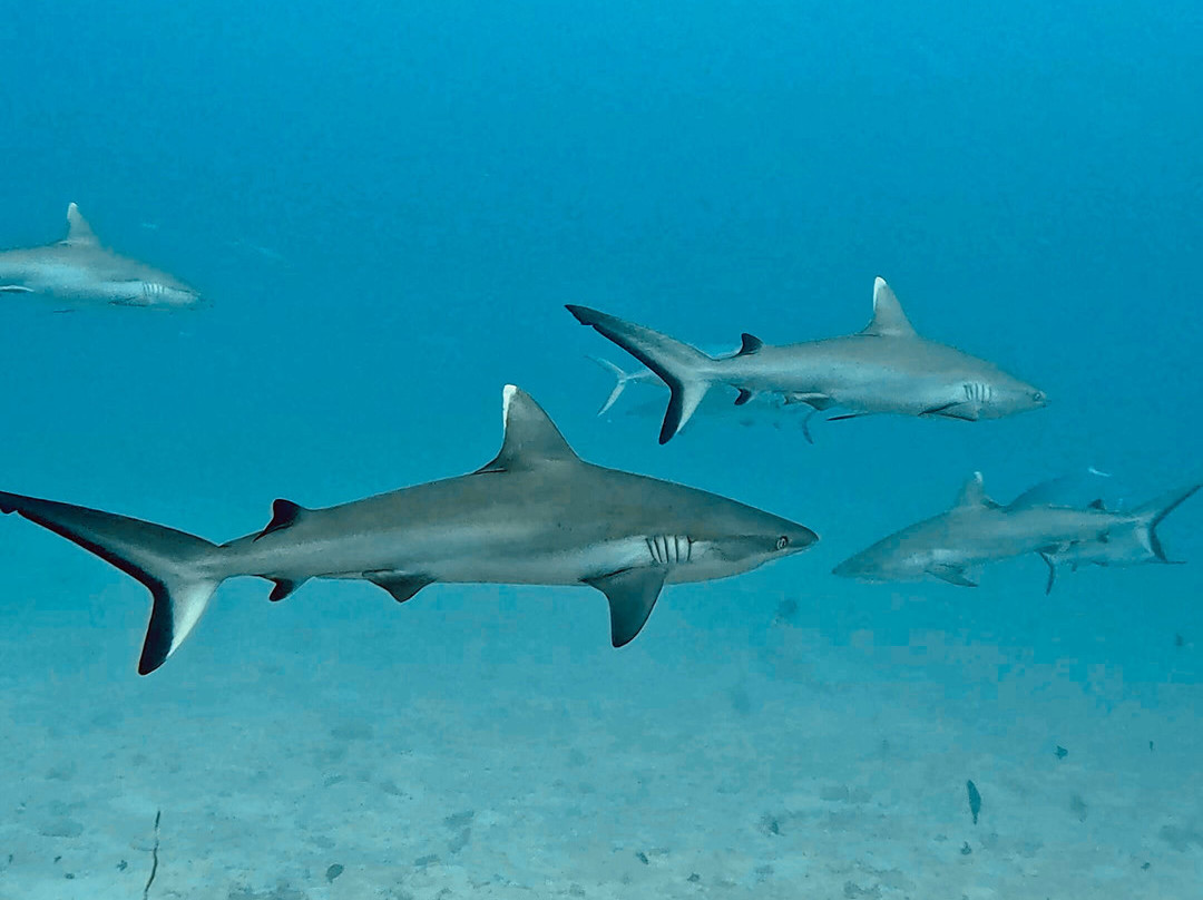 Family Divers Maldives景点图片