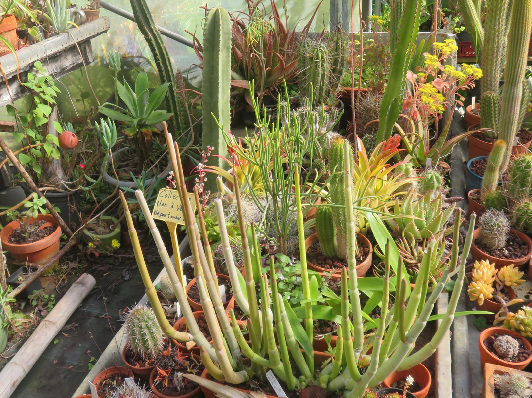 Jardin La Laurisylve景点图片