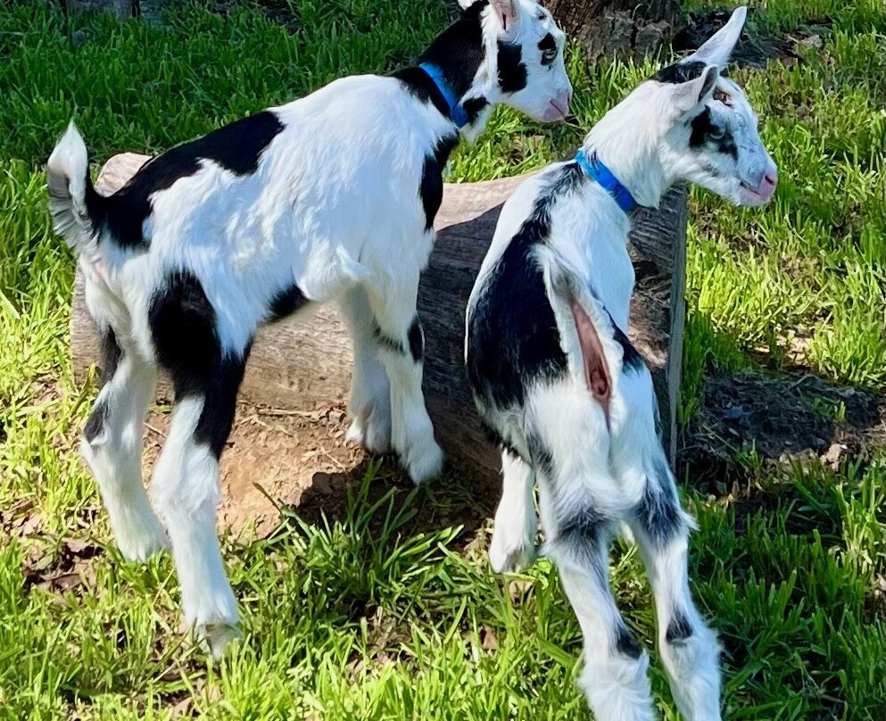 Redwood Hill Farm - Capracopia-Sebastopol必去景点