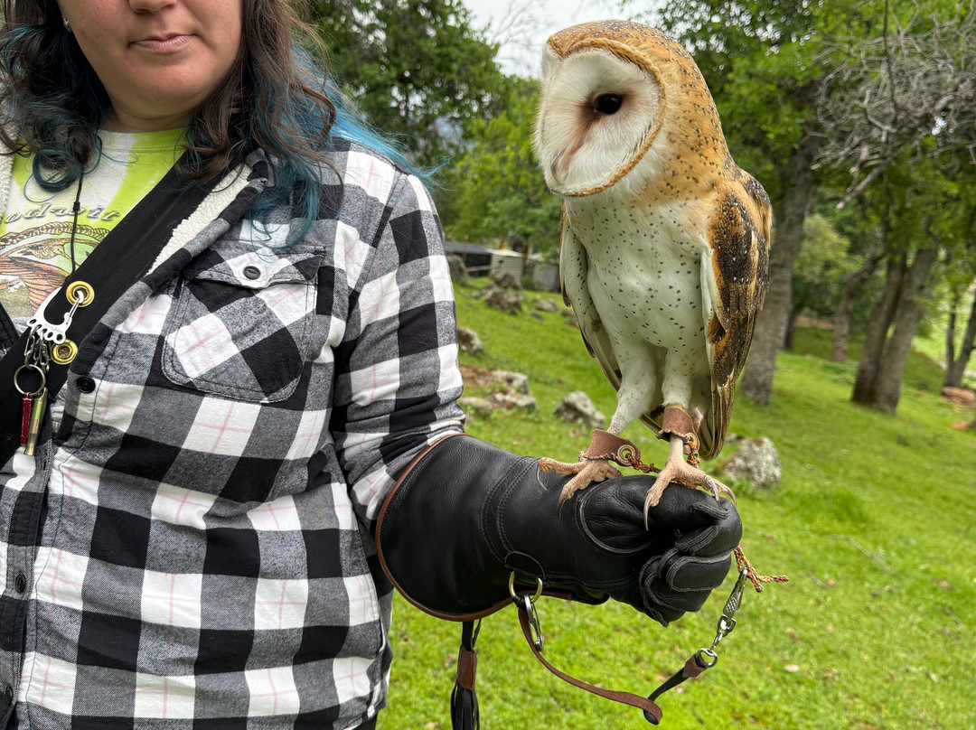 West Coast Falconry-Marysville必去景点