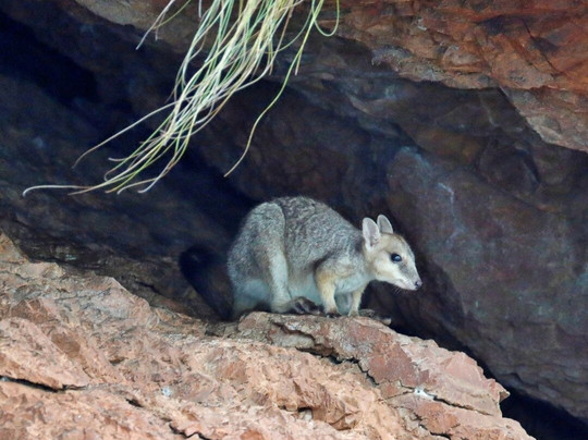 Silent Tours Kununurra-库努纳拉必去景点