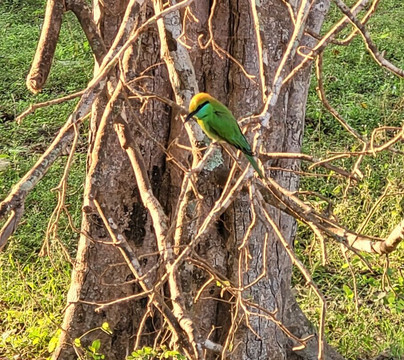 Yala One Safari-蒂瑟默哈拉默必去景点