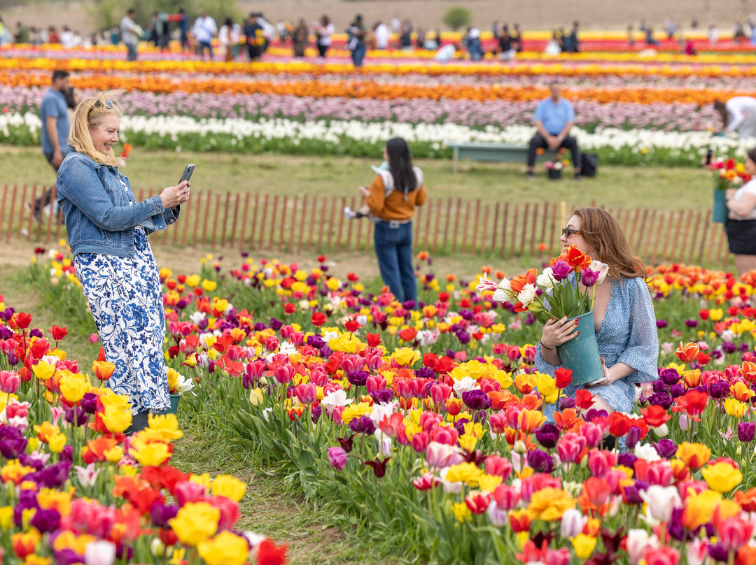 Tasc Tulip Pick Farm-Pelham必去景点