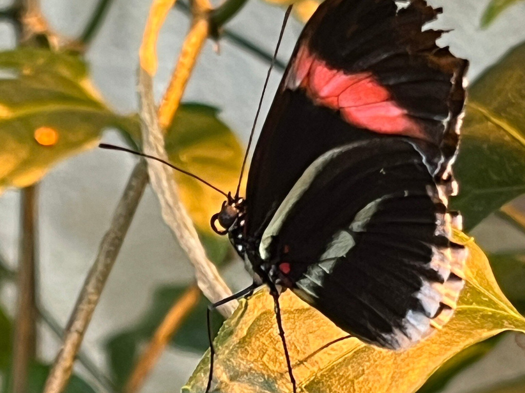 Milwaukee Public Museum-密尔沃基必去景点