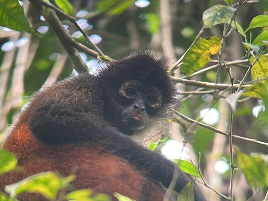 Jaguar Corcovado Tours景点图片