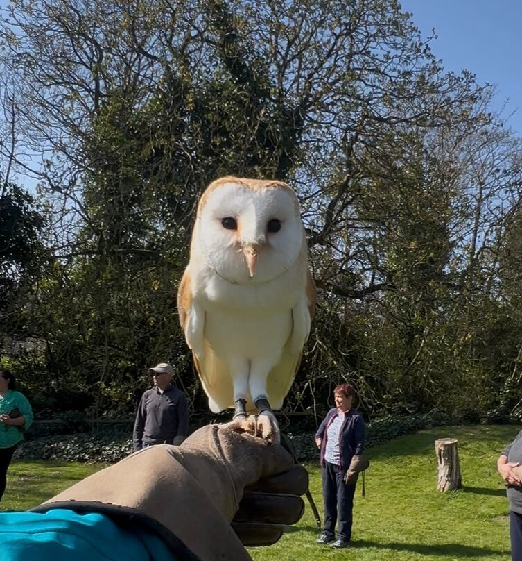 Hawksflight Falconry景点图片