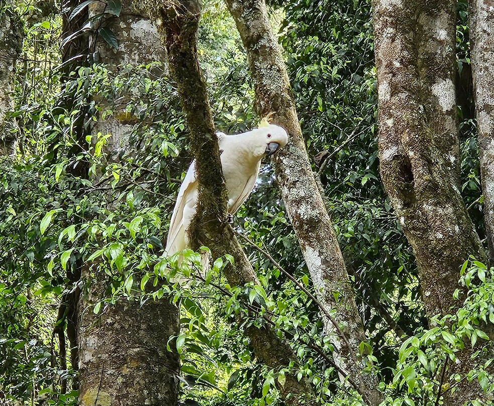 Bunya Mountains National Park景点图片