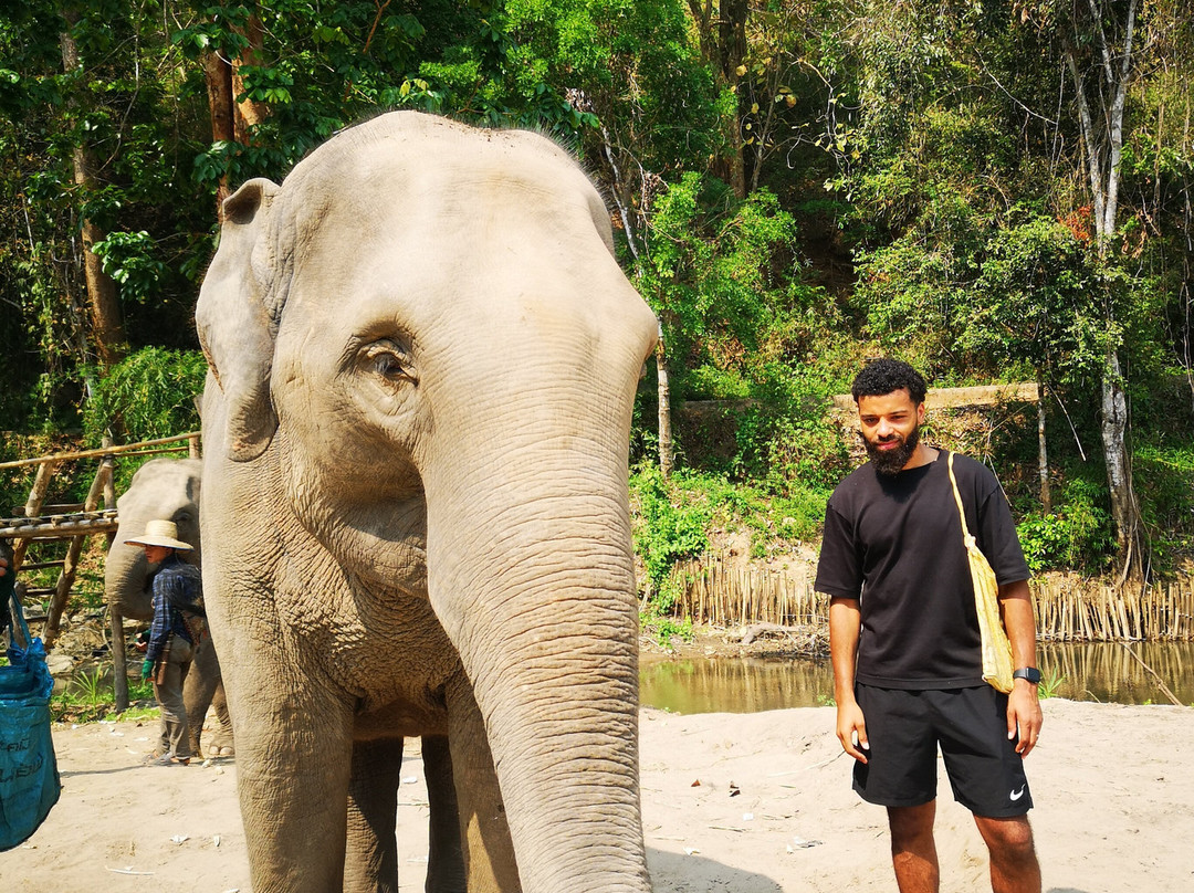 Pon Elephant Thailand景点图片
