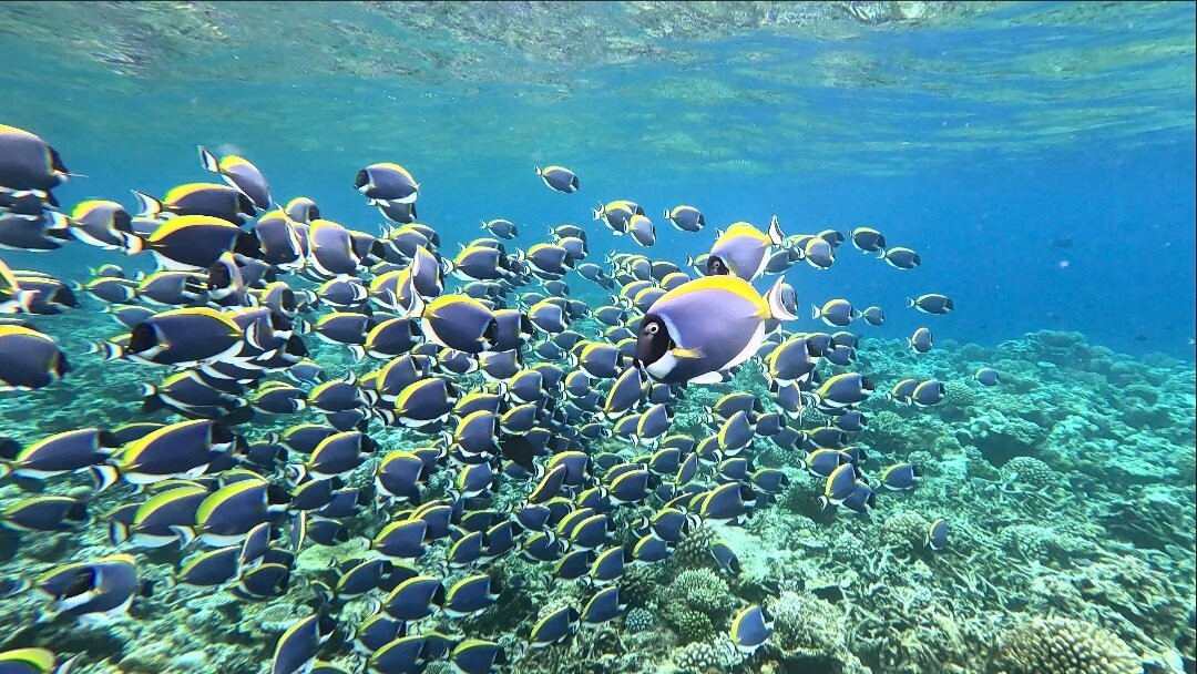 Bibee Maldives主图