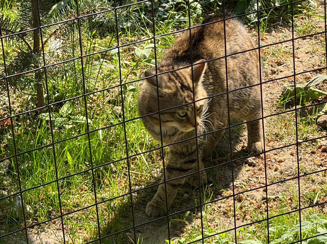 New Forest Wildlife Park景点图片