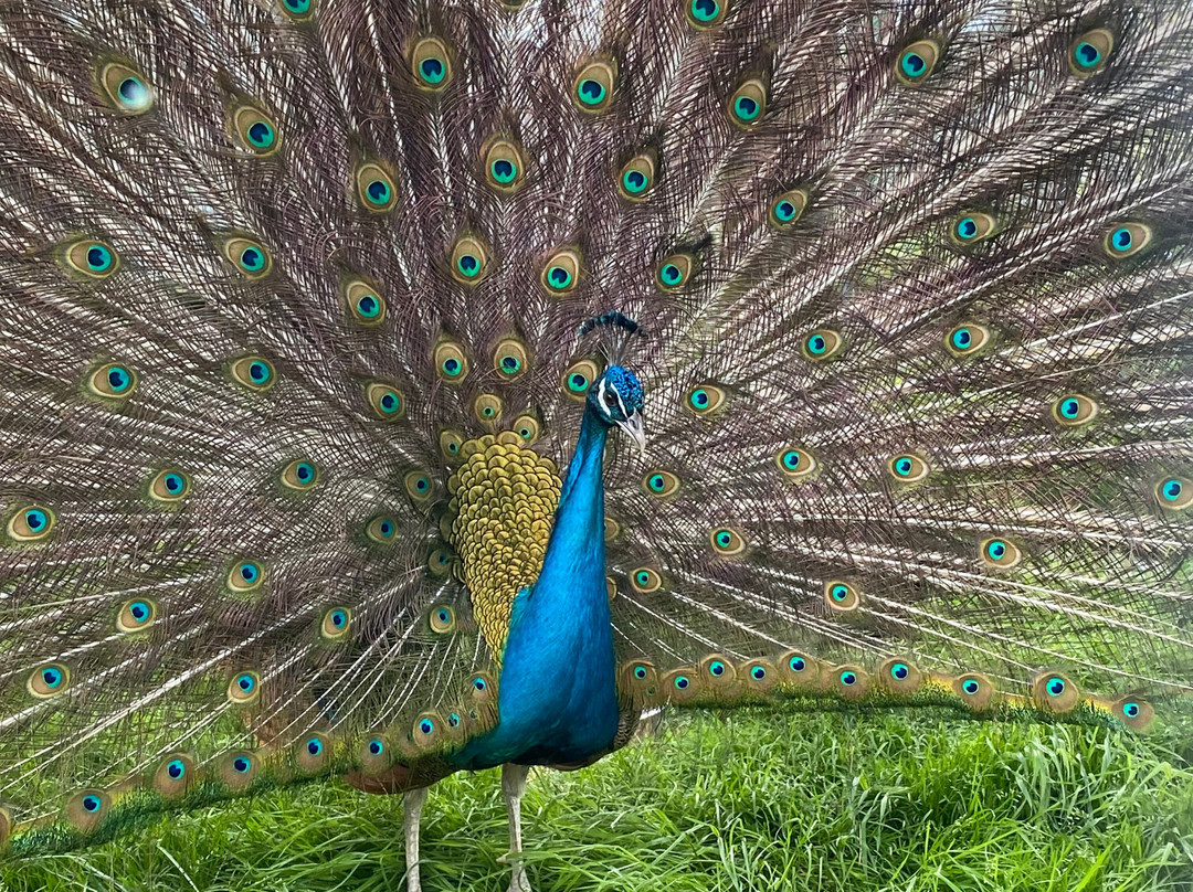 CineZoo-Sainte-Anne-de-la-Rochelle必去景点