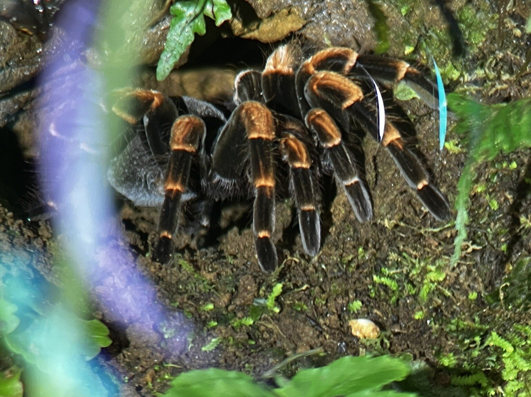 Reserva Bosque Nuboso Santa Elena-蒙特沃德必去景点