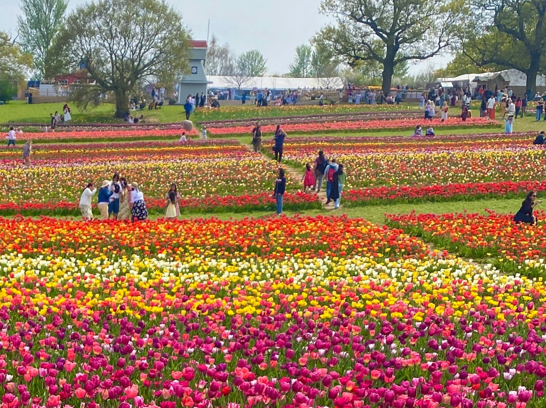 Tulleys Tulip Garden - Warwickshire-沃里克必去景点