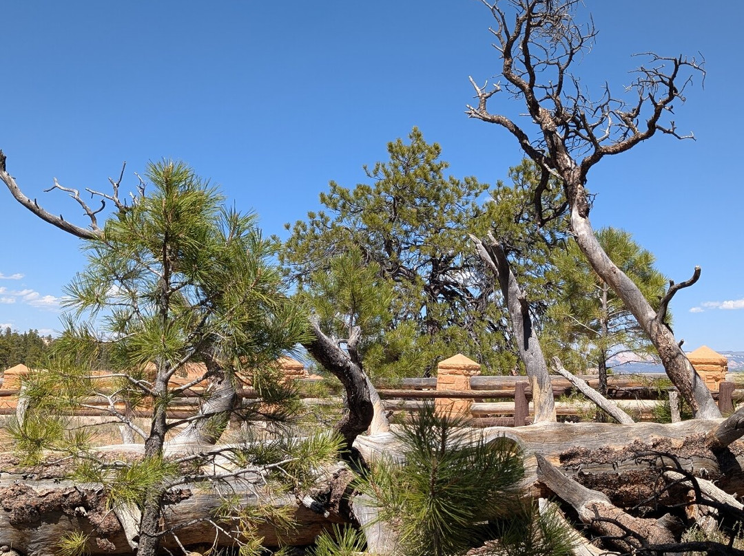 Arizona Scenic Tours - Day Tours-凤凰城必去景点