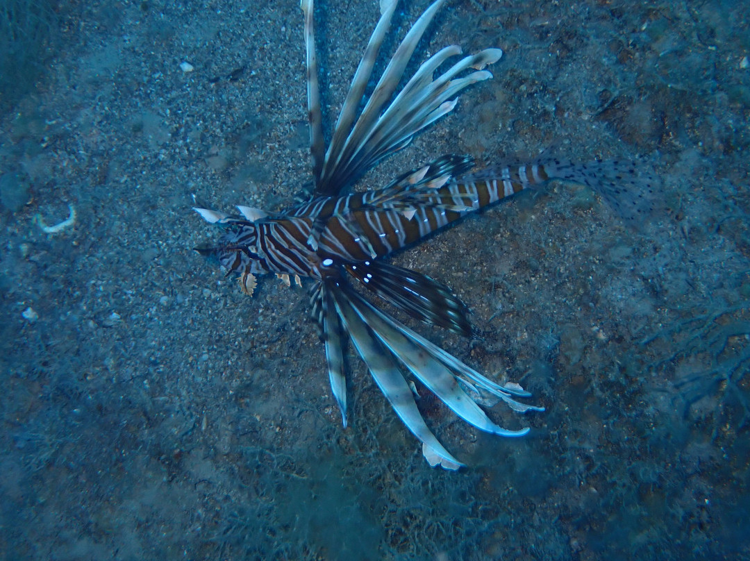 Scuba Side景点图片