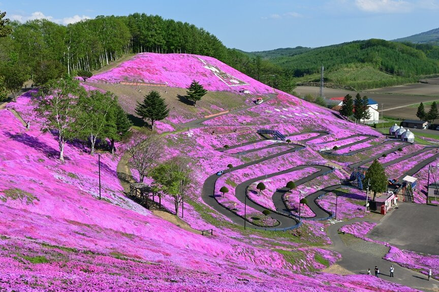 Higashimokoto Shibazakura Park-大空町必去景点