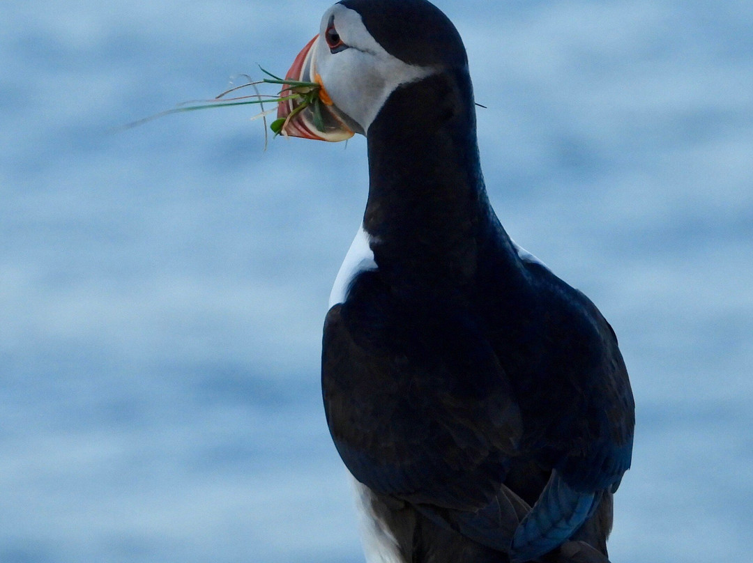 Ingólfshöfði Puffin Tour景点图片