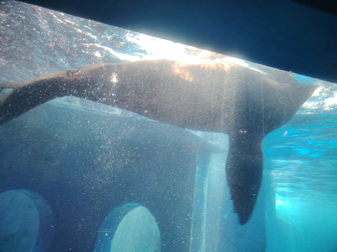 Gardaland SEA LIFE Aquarium景点图片