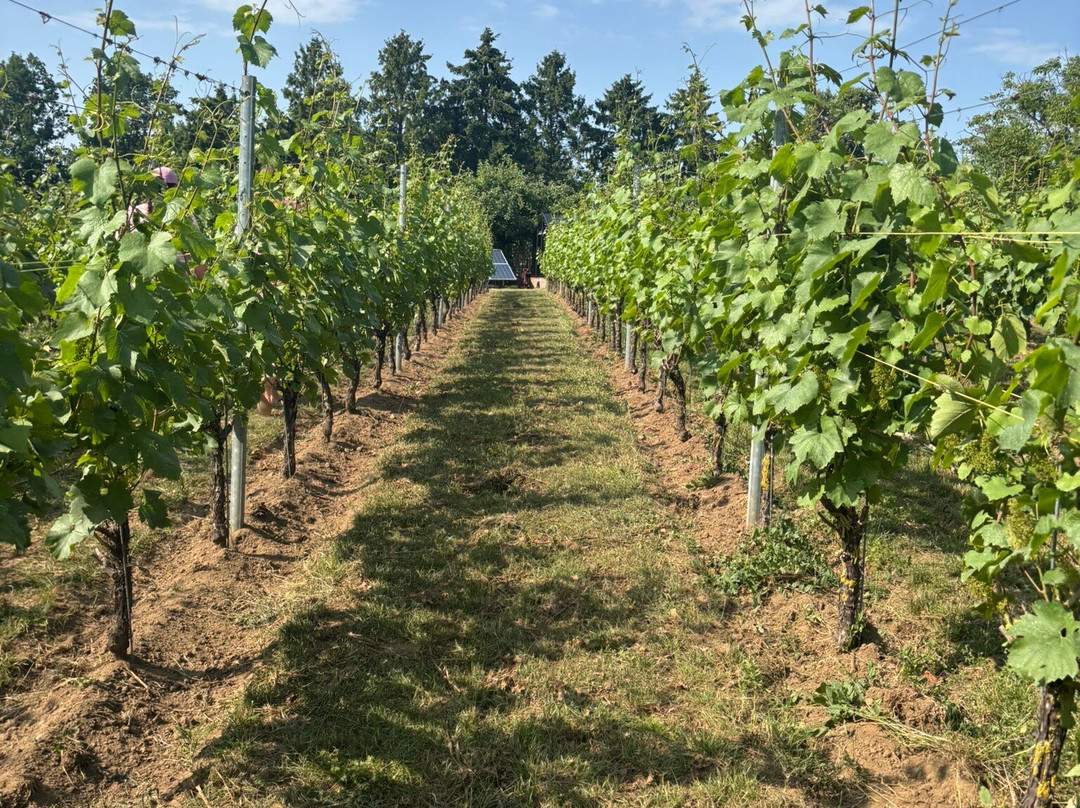 Wijnsafari in Hageland (Bekkevoort)景点图片
