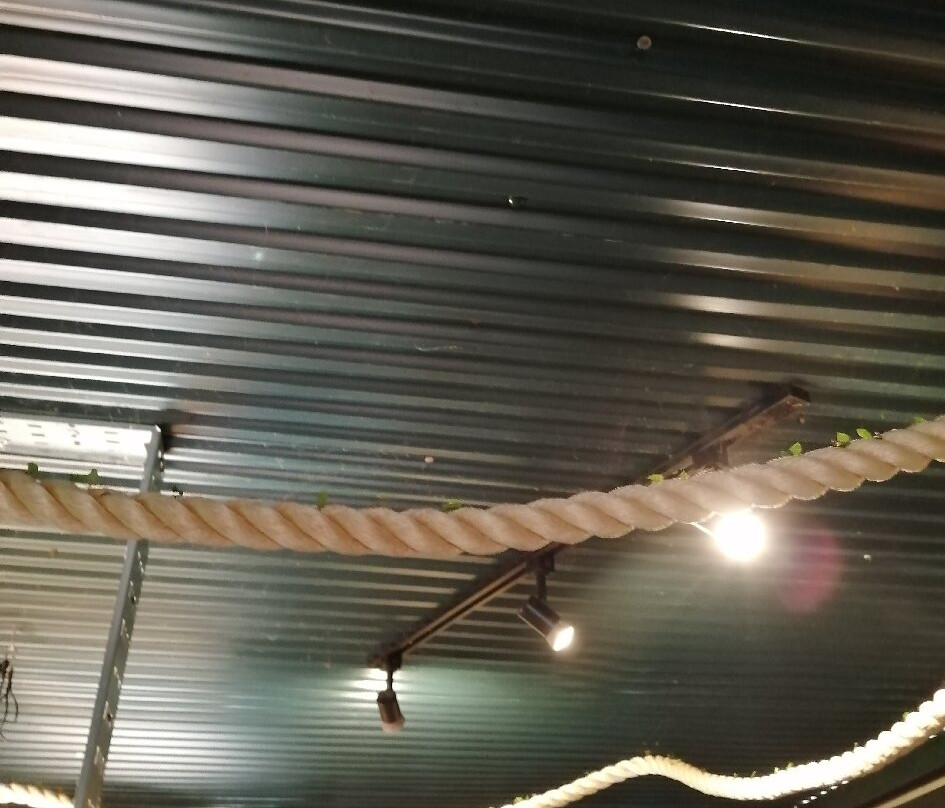 Stratford Butterfly Farm-埃文河畔斯特拉特福必去景点