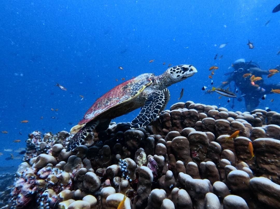 Fulidhoo Dive & Water Sports景点图片