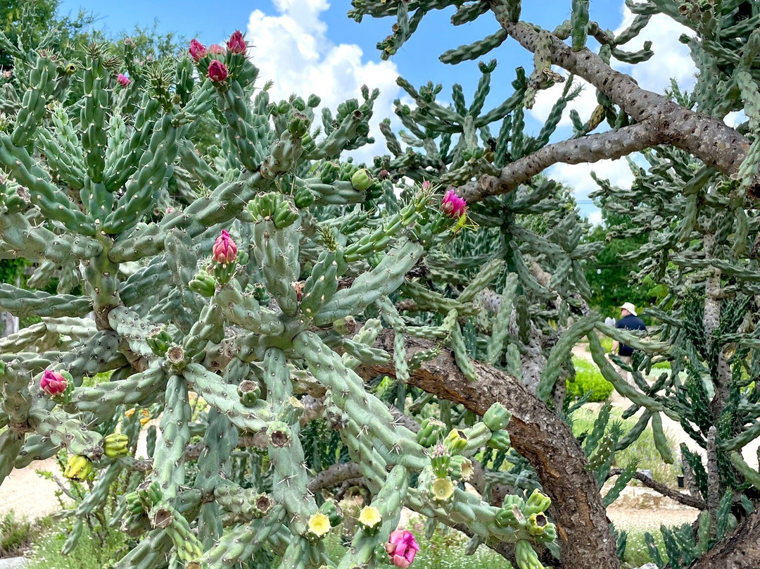 伯德约翰逊夫人野花中心-奥斯丁必去景点