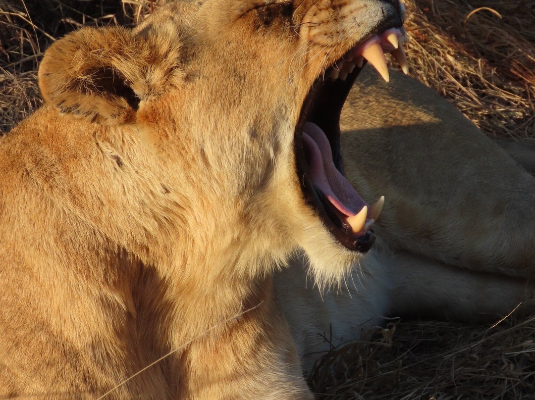 Safari With Us - Day Tours-约翰内斯堡必去景点