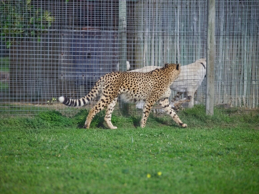 Cheetah Outreach - Somerset West-西索美塞必去景点