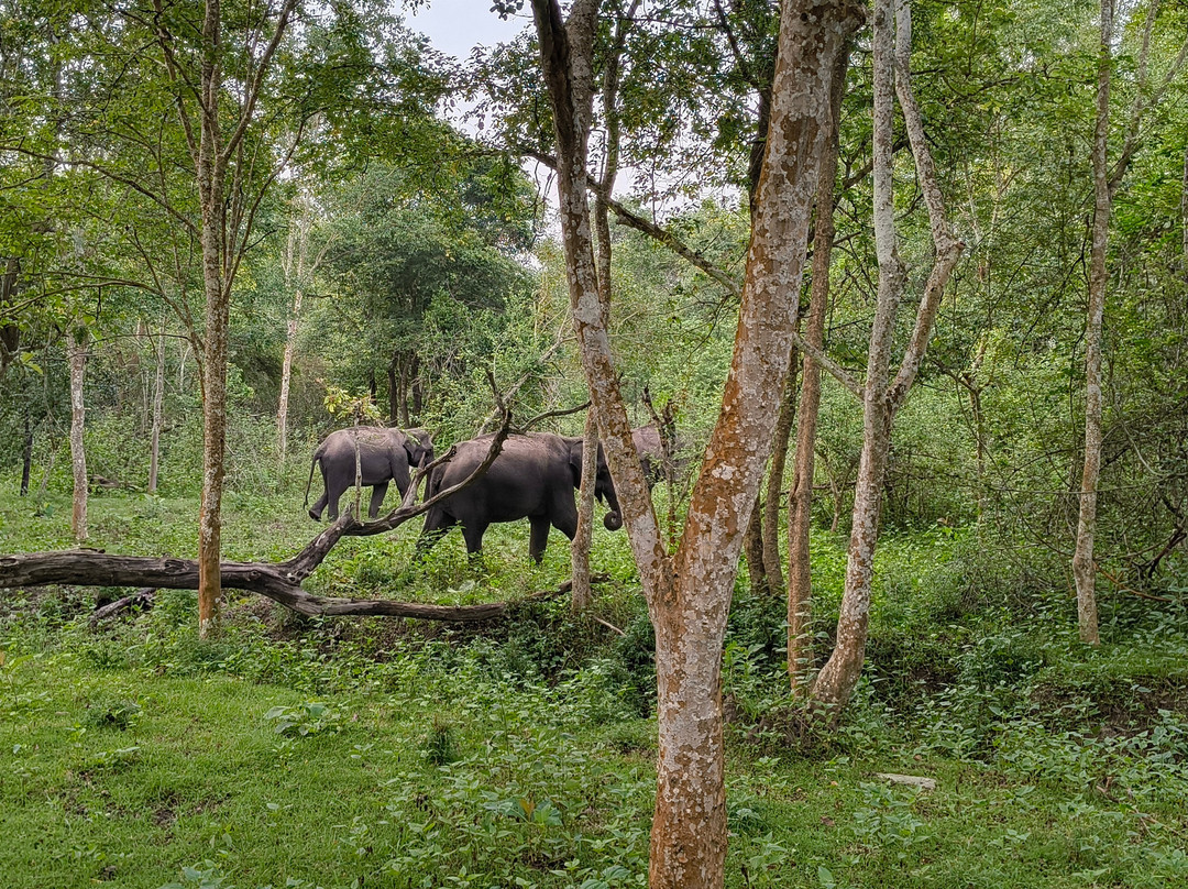 Nagarhole National Park-Hunsur必去景点