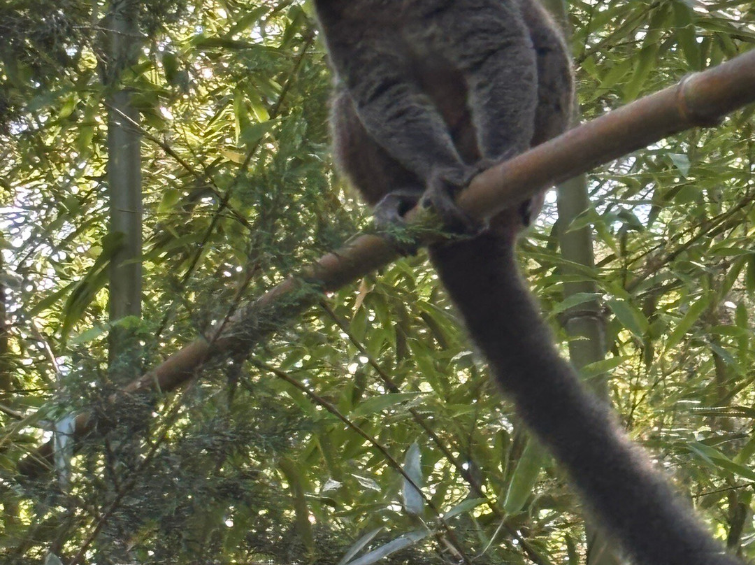 Duke Lemur Center-达勒姆必去景点