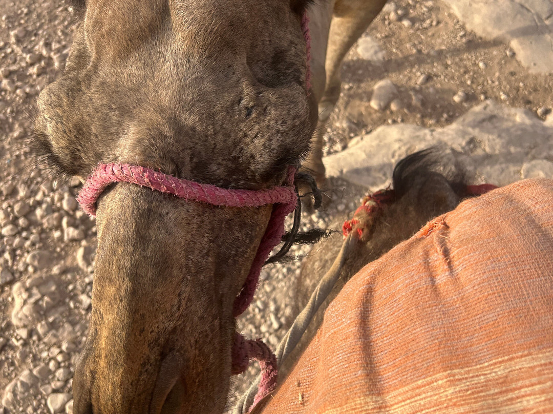 Morocco Life Tours-非斯必去景点