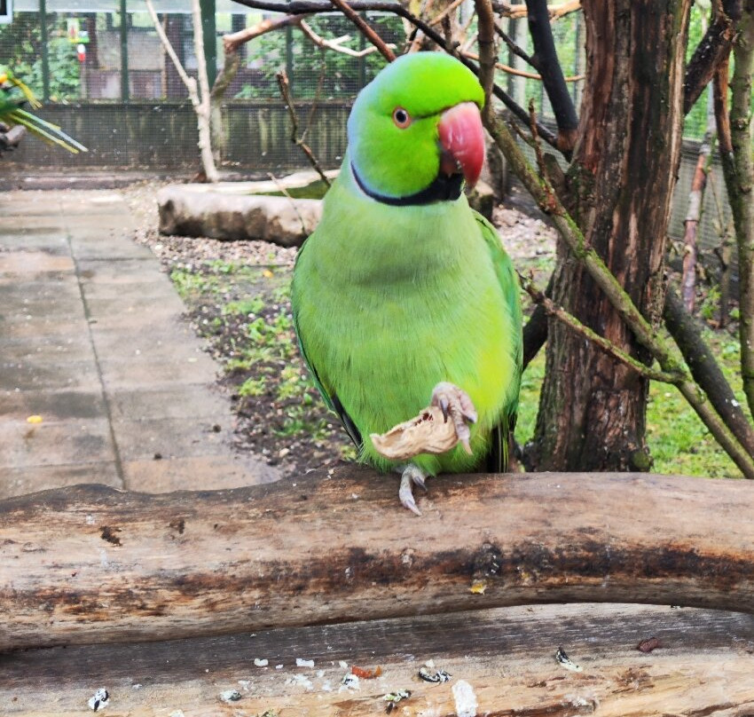 Tropical Birdland-Desford必去景点