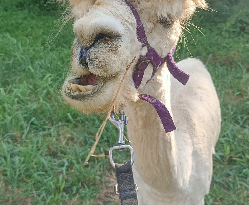 Albus Alpacas-Sasso d'Ombrone必去景点