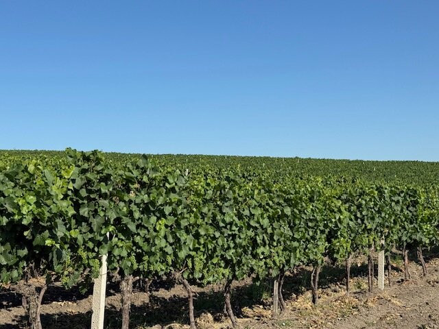 Chateau Purcari主图